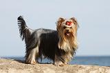 YORKSHIRE TERRIER 310